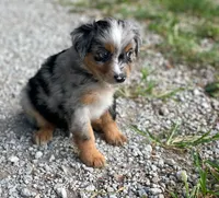 Duke, a male Miniature Australian Shepherd for sale in Auburn, NE – 2 of 6