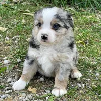 Tucker, a male Miniature Australian Shepherd for sale in Auburn, NE – 3 of 7