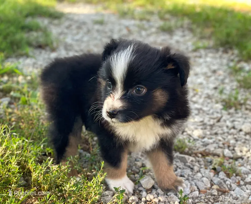 Max – Toy Australian Shepherd puppy for sale in Auburn, NE