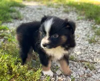 Max, a male Toy Australian Shepherd for sale in Auburn, NE – 1 of 5