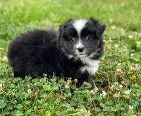 Hazel, a female Toy Australian Shepherd for sale in Auburn, NE – 2 of 6