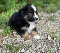 Jack, a male Miniature Australian Shepherd for sale in Auburn, NE – 6 of 6