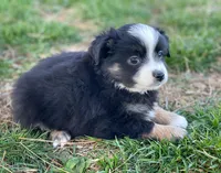 Callie, a female Toy Australian Shepherd for sale in Auburn, NE – Photo 3 of 7