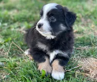 Callie, a female Toy Australian Shepherd for sale in Auburn, NE – Photo 2 of 7
