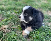Callie, a female Toy Australian Shepherd for sale in Auburn, NE – Photo 6 of 7