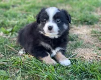 Callie, a female Toy Australian Shepherd for sale in Auburn, NE – Photo 5 of 7