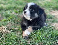 Callie, a female Toy Australian Shepherd for sale in Auburn, NE – Photo 4 of 7