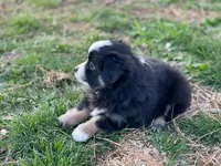 Callie, a female Toy Australian Shepherd for sale in Auburn, NE – Photo 7 of 7
