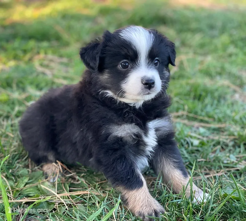 Callie – Toy Australian Shepherd puppy for sale in Auburn, NE