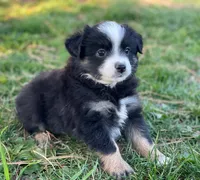 Callie, a female Toy Australian Shepherd for sale in Auburn, NE – Photo 1 of 7
