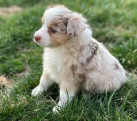 Piper, a female Miniature Australian Shepherd for sale in Auburn, NE – Photo 4 of 7