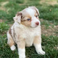 Piper, a female Miniature Australian Shepherd for sale in Auburn, NE – Photo 7 of 7