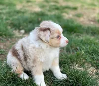 Piper, a female Miniature Australian Shepherd for sale in Auburn, NE – Photo 6 of 7