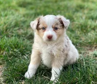 Piper, a female Miniature Australian Shepherd for sale in Auburn, NE – Photo 5 of 7