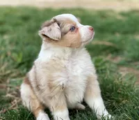 Piper, a female Miniature Australian Shepherd for sale in Auburn, NE – Photo 2 of 7