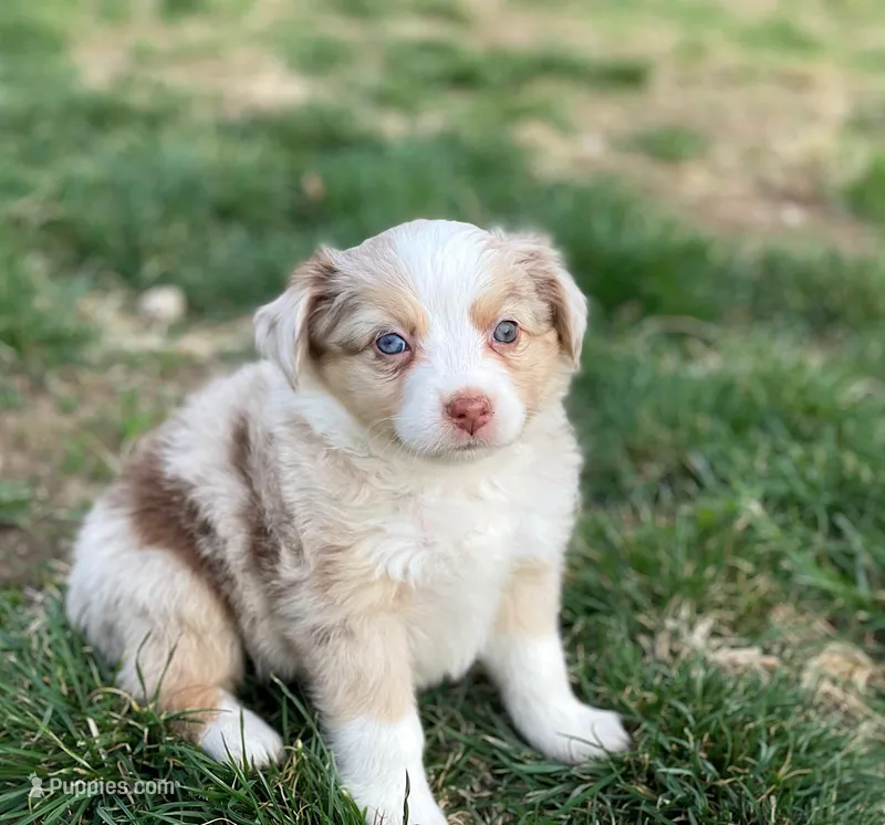 Piper – Miniature Australian Shepherd puppy for sale in Auburn, NE