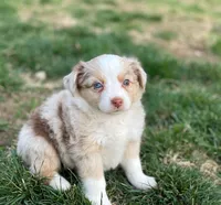 Piper, a female Miniature Australian Shepherd for sale in Auburn, NE – Photo 1 of 7