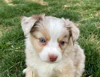 Piper, a female Miniature Australian Shepherd for sale in Auburn, NE – Photo 3 of 7