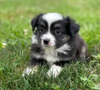 Chase, a male Toy Australian Shepherd for sale in Auburn, NE – 4 of 4