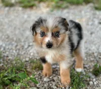 Molly, a female Toy Australian Shepherd for sale in Auburn, NE – 2 of 6