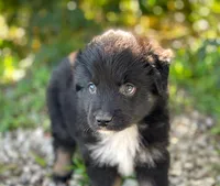 Max, a male Miniature Australian Shepherd for sale in Auburn, NE – 2 of 5