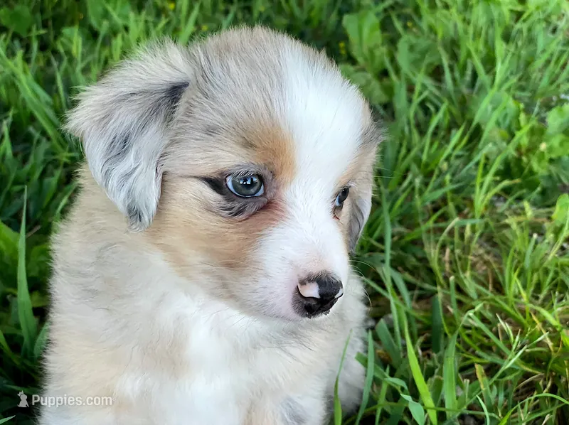 Bella – Miniature Australian Shepherd puppy for sale in Auburn, NE