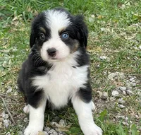 Oreo, a male Miniature Australian Shepherd for sale in Auburn, NE – 2 of 7