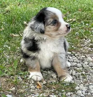 Tucker, a male Miniature Australian Shepherd for sale in Auburn, NE – 7 of 7