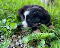 Rocky, a male Miniature Australian Shepherd for sale in Auburn, NE – 6 of 6