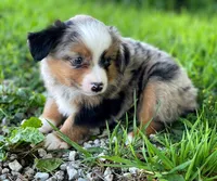 Max, a male Miniature Australian Shepherd for sale in Auburn, NE – 5 of 7