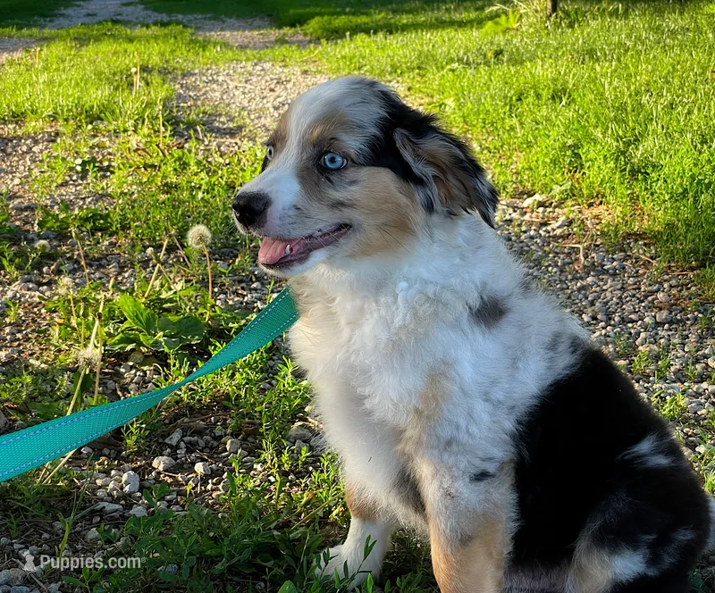 Blue – Miniature Australian Shepherd puppy for sale in Auburn, NE