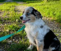 Blue, a male Miniature Australian Shepherd for sale in Auburn, NE – 1 of 6