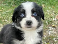 Ozzy, a male Miniature Australian Shepherd for sale in Auburn, NE – 1 of 6