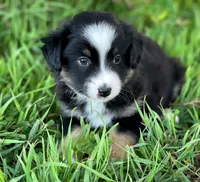 Rocky, a male Miniature Australian Shepherd for sale in Auburn, NE – 5 of 6