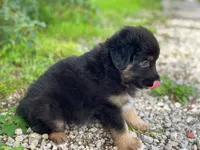 Belle, a female Miniature Australian Shepherd for sale in Auburn, NE – 4 of 6