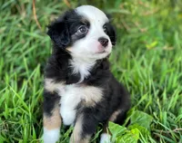 Blaze, a male Miniature Australian Shepherd for sale in Auburn, NE – 4 of 6