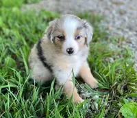 Bella, a female Miniature Australian Shepherd for sale in Auburn, NE – 3 of 6