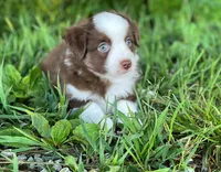 Duke, a male Miniature Australian Shepherd for sale in Auburn, NE – 2 of 6