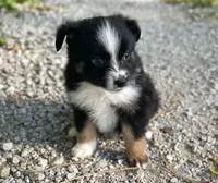 Max, a male Toy Australian Shepherd for sale in Auburn, NE – 3 of 5