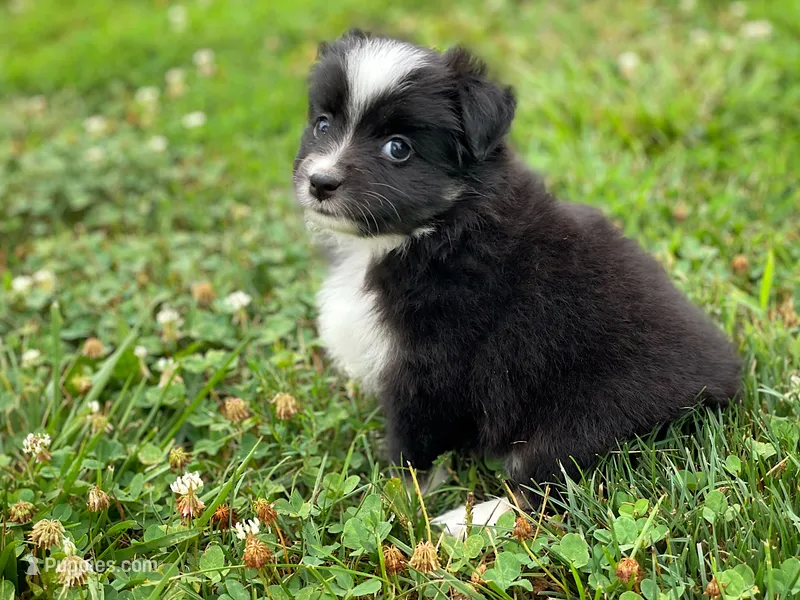 Hazel – Toy Australian Shepherd puppy on hold in Auburn, NE