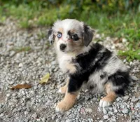 Gracie, a female Toy Australian Shepherd for sale in Auburn, NE – 3 of 6
