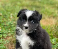 Hazel, a female Toy Australian Shepherd for sale in Auburn, NE – 6 of 6