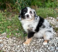 Faith, a female Miniature Australian Shepherd for sale in Auburn, NE – 2 of 7