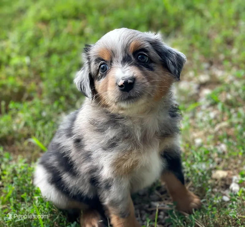 Duke – Miniature Australian Shepherd puppy for sale in Auburn, NE