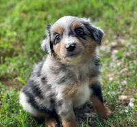 Duke, a male Miniature Australian Shepherd for sale in Auburn, NE – 1 of 6