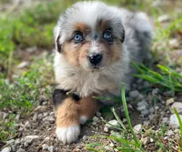 Finley, a male Miniature Australian Shepherd for sale in Auburn, NE – 1 of 5