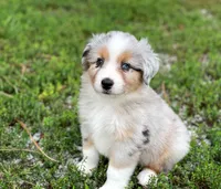 Charlie, a male Miniature Australian Shepherd for sale in Auburn, NE – 4 of 6