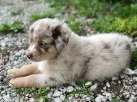 Lucy, a female Miniature Australian Shepherd for sale in Auburn, NE – 3 of 6