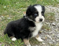 Ozzy, a male Miniature Australian Shepherd for sale in Auburn, NE – 4 of 6