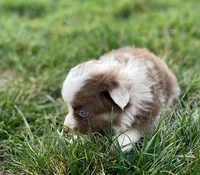 Callie, a female Miniature Australian Shepherd for sale in Auburn, NE – Photo 6 of 8